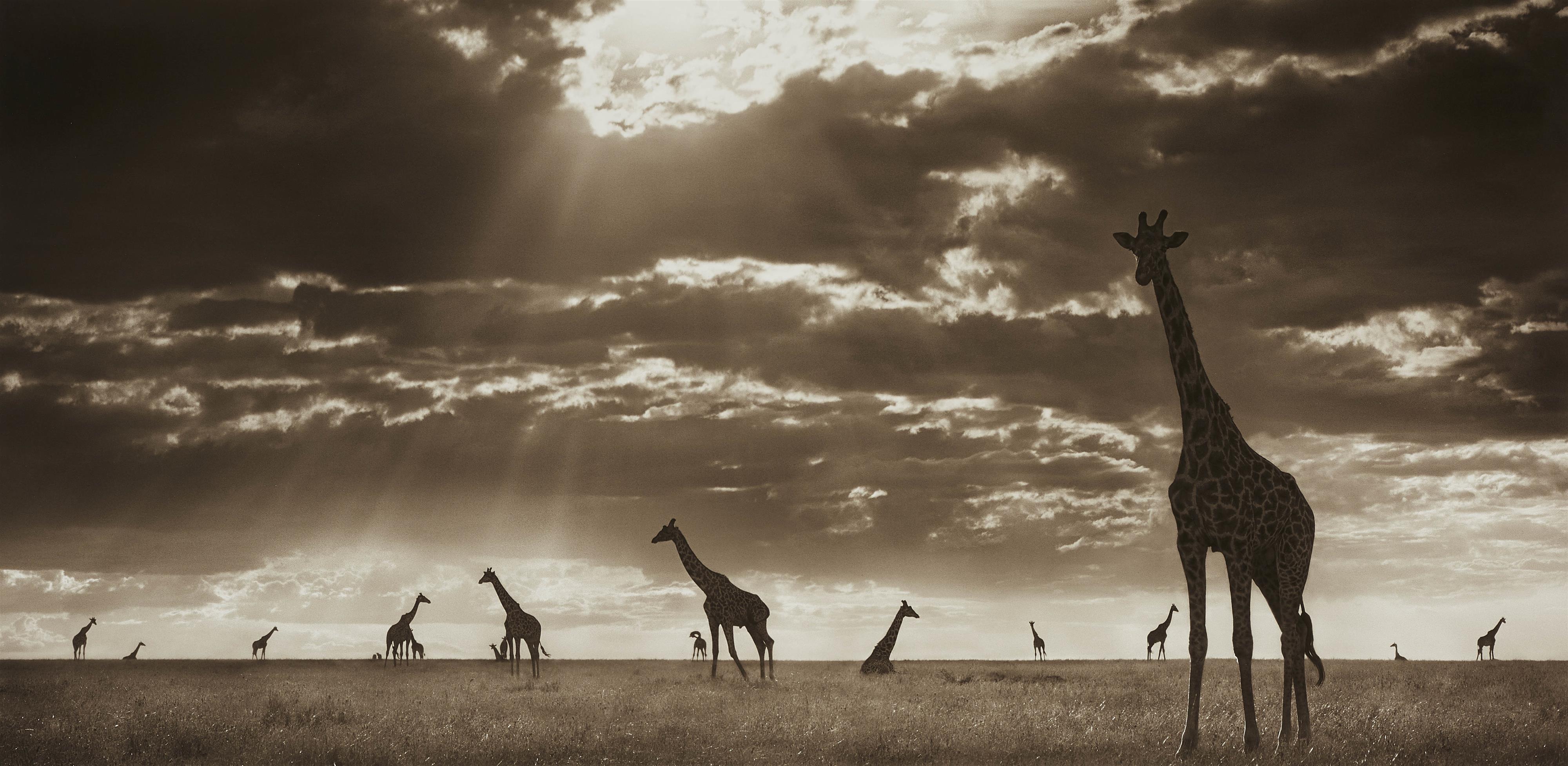Nick Brandt - Giraffes in Evening Light, Masai Mara
