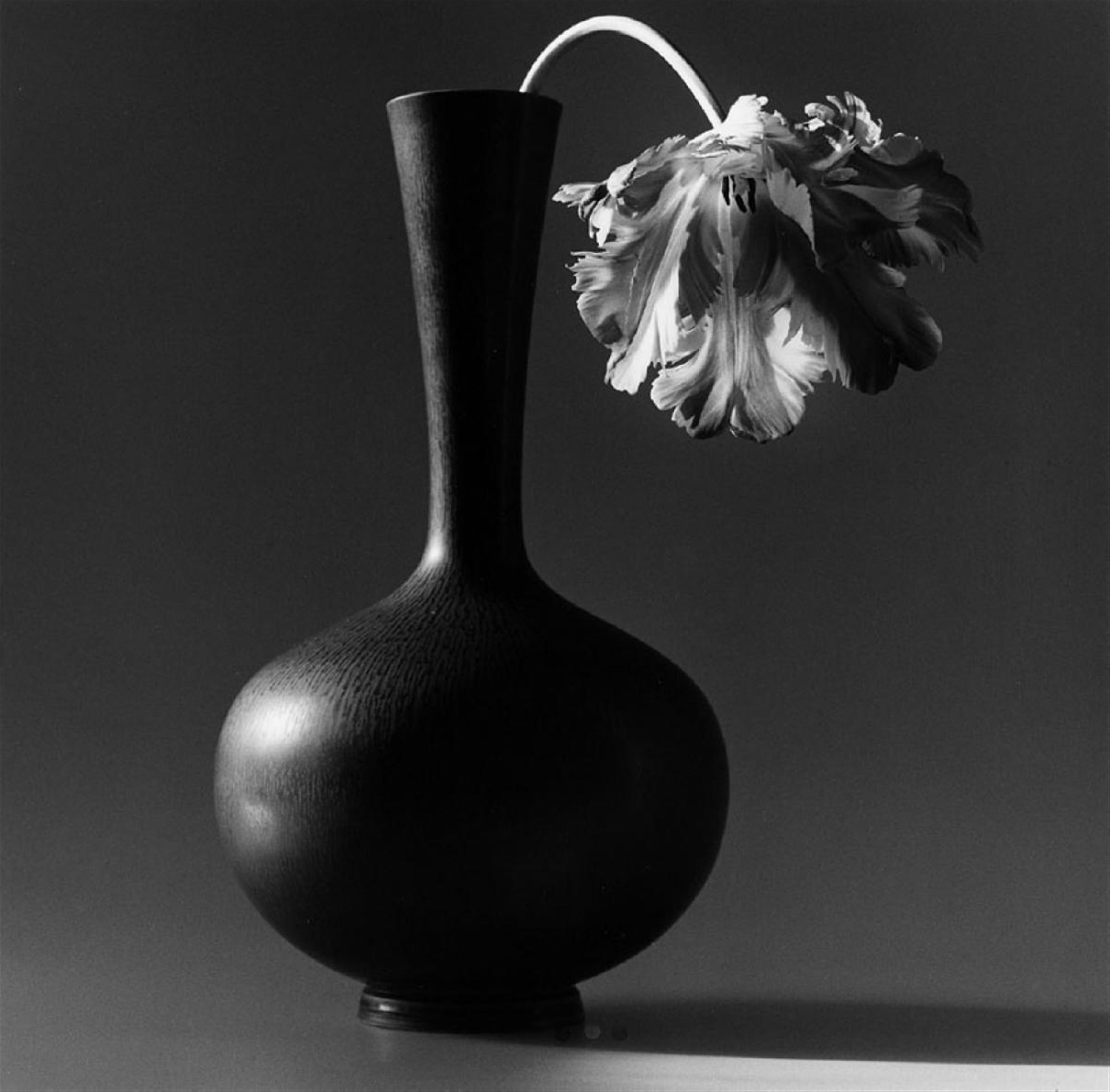 Robert Mapplethorpe - Papagei-Tulpe in schwarzer Vase