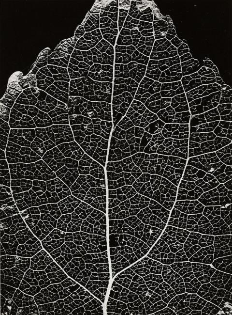 Alfred Ehrhardt - STRUCTURE OF A LIME TREE LEAF
