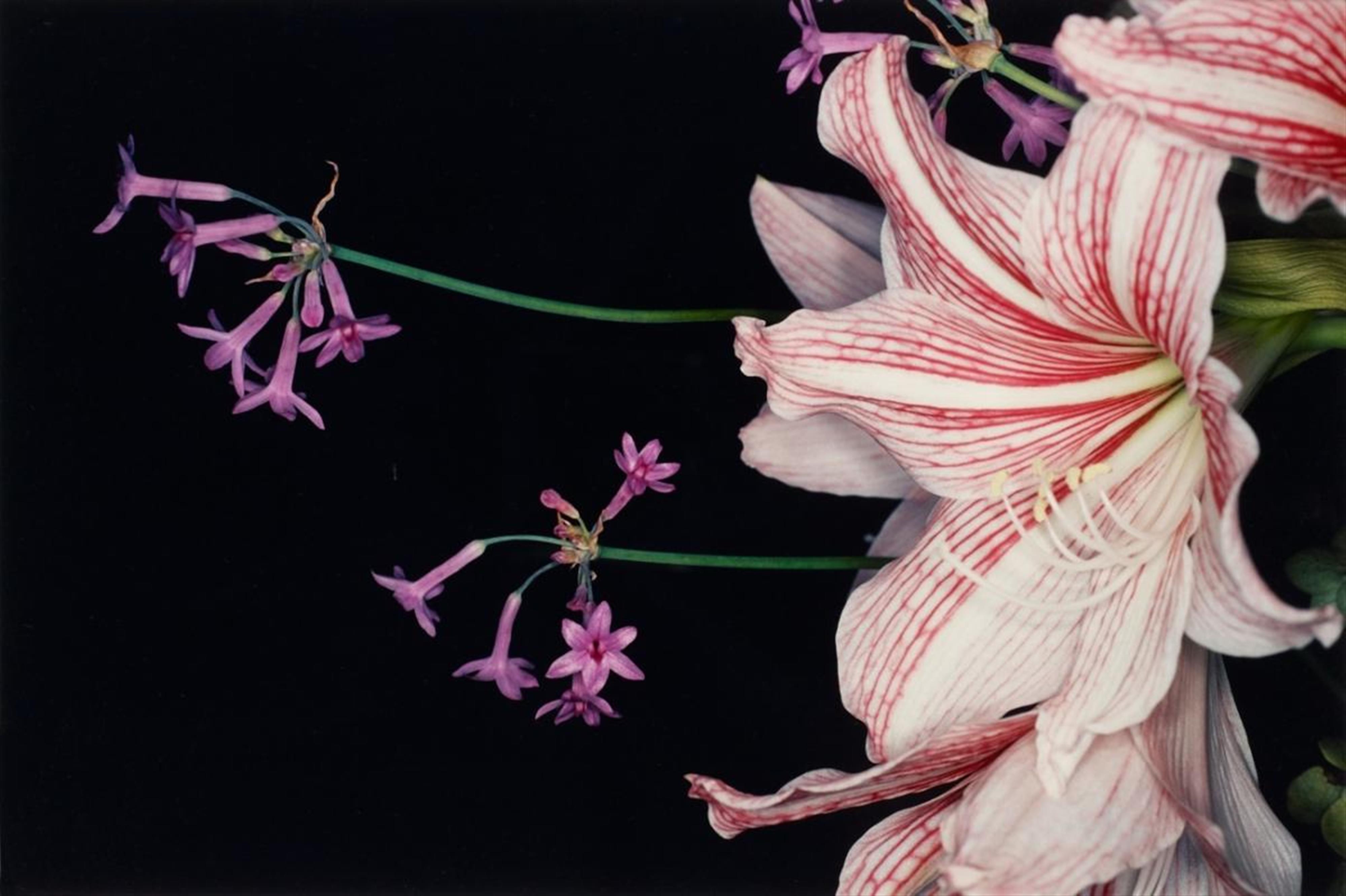 Nobuyoshi Araki - Untitled (from the series: Flowers) - image-1