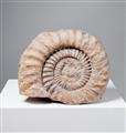 Ammonit in Muttergestein - image-2