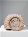 Ammonit in Muttergestein - image-1