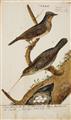 Johann Müller - Five pairs of Birds with their Nests - image-1
