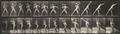 Eadweard Muybridge - Cricket, Overarm Bowling. Man in pelvis cloth throwing rock (Tafeln 290 und 319, aus: Animal Locomotion) - image-2