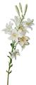 Gottfried Wilhelm Völcker - Weiße Lilien und Feuerlilien von Passionsblume umrankt - image-2
