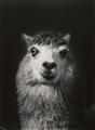 Walter Schels - Schaf. Esel. Ziege. Lama (from the series: Tierische Portraits) - image-2