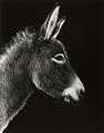 Walter Schels - Schaf. Esel. Ziege. Lama (aus der Serie: Tierische Portraits) - image-3