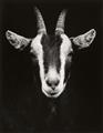 Walter Schels - Schaf. Esel. Ziege. Lama (aus der Serie: Tierische Portraits) - image-4