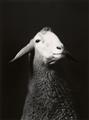 Walter Schels - Schaf. Esel. Ziege. Lama (aus der Serie: Tierische Portraits) - image-1