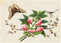 Studio of Youqua . Canton. 19th century. - An album of twelve botanical paintings - image-3