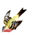Tasse und Untertasse mit heimischen Vögeln - image-3