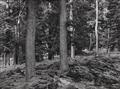 Albert Renger-Patzsch - Wald bei Wamel - image-1