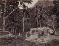 Scowen & Co. - Reise-Erinnerungen aus Ceylon - image-10