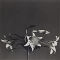 Robert Mapplethorpe - Easter Lilies - image-1
