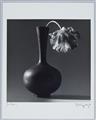 Robert Mapplethorpe - Parrot Tulip in Black Vase - image-2