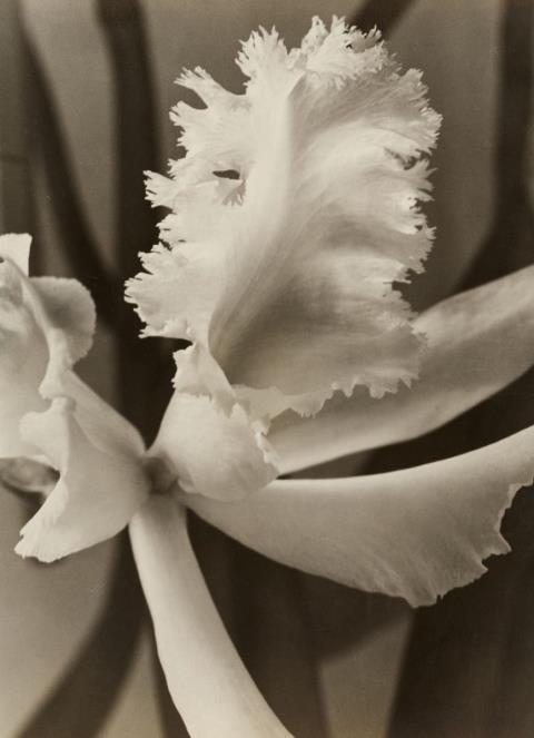 Max Baur - Weiße Orchidee (White Orchid)