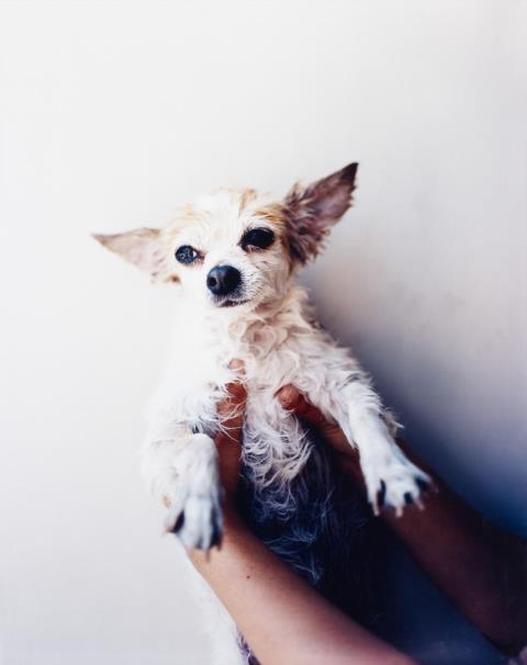 Takashi Homma - My dog, Royce I (from the series: Tokyo and my Daughter)