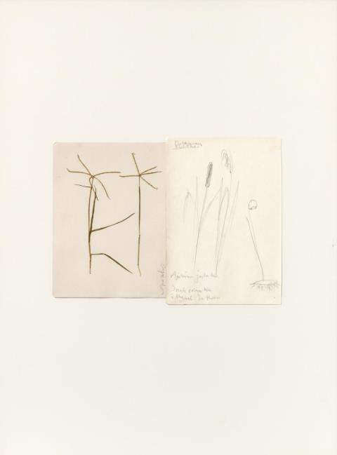 Joseph Beuys - Cynodon, 1972