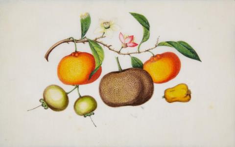  and Anonymous - A Canton export album with 12 depictions of fruits. Colours on pith paper. 19th century.