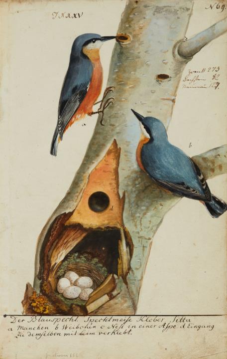 Johann Müller - Ein Paar Blauspechte, ihr Nest und ihre Eier