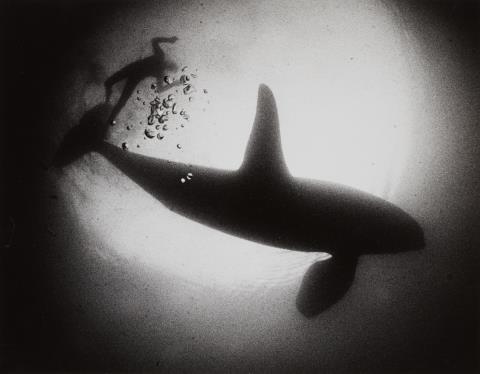 Flip Schulke - The killer whale Namu, Puget Sound, Washington