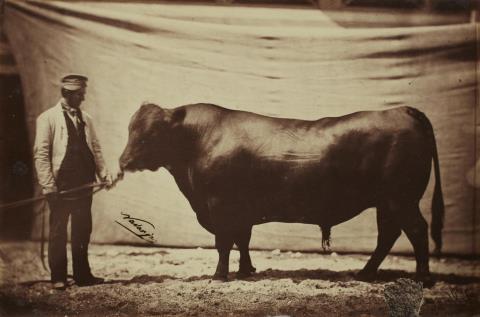 Adrien Tournachon (Nadar jeune) - Angus bull, agricultural fair