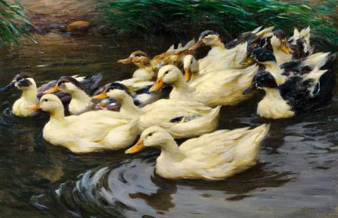 Alexander Koester - Ducks on the Water