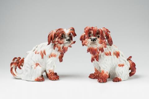 Paar sitzende Bologneser Hunde