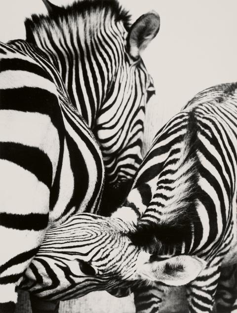 Peter Thomann - Nursing zebra, Zoo Berlin