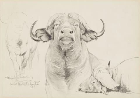 Wilhelm Kuhnert - Two Studies of Bison Heads