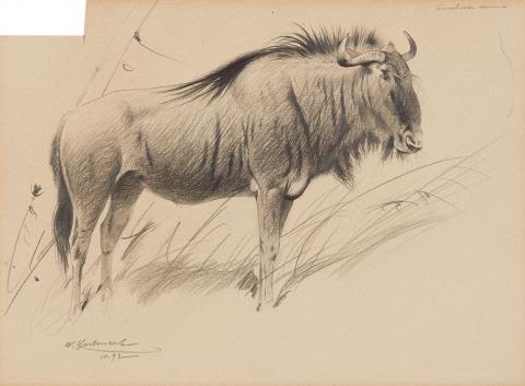 Wilhelm Kuhnert - Study of a Bison Study of a Goat (Capra Falconeri)