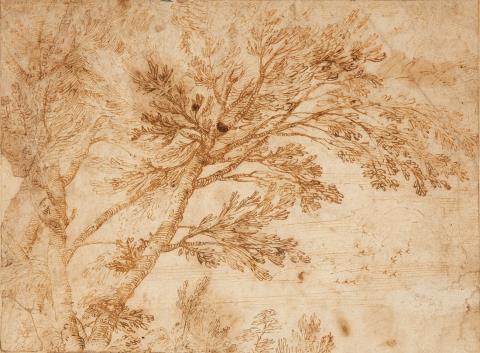 Annibale Carracci - Study of a Tree