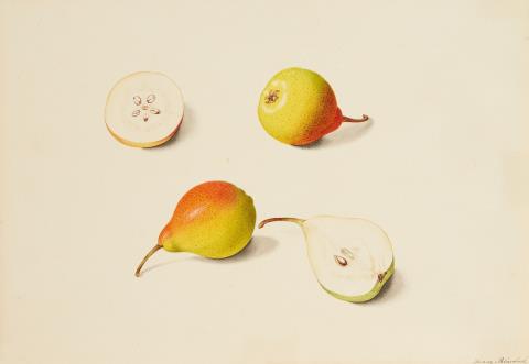 Franz Blascheck - Pears