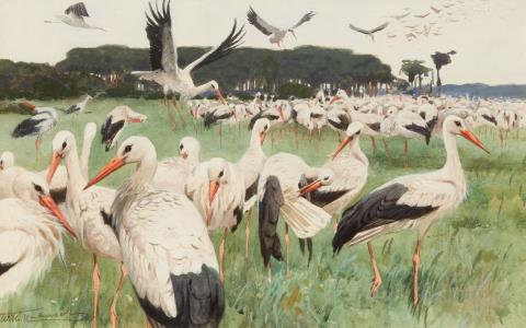 Wilhelm Kuhnert - White Storks