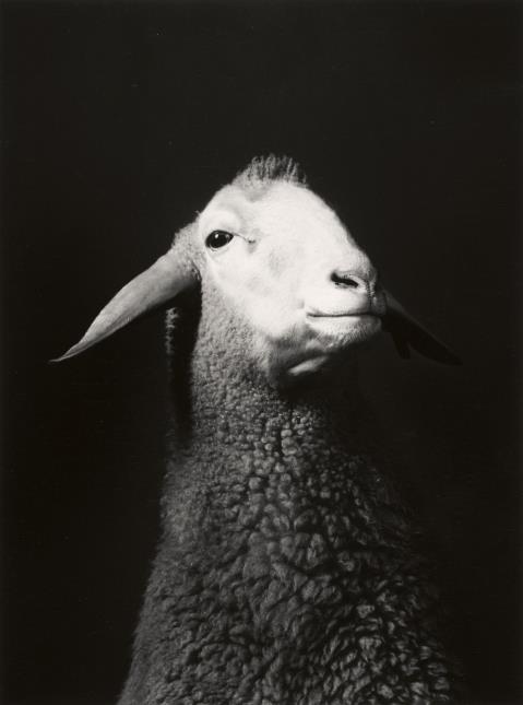 Walter Schels - Schaf. Esel. Ziege. Lama (aus der Serie: Tierische Portraits)