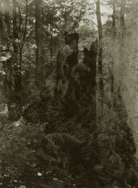 Josef Sudek - Spaziergang im Wald von Mionsi (aus der Serie: Verschwundene Statuen)