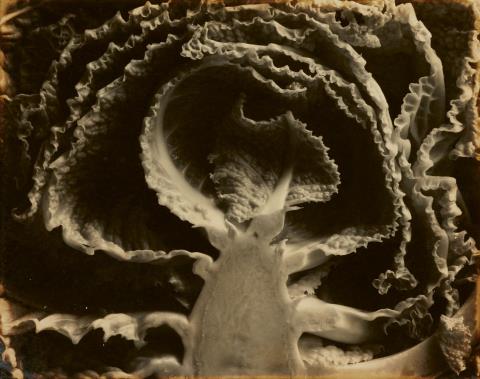 Edward Weston - Kale, halved