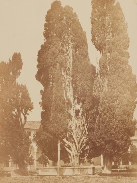 Robert Mcpherson - Cypress Trees, Santa Maria degli Angeli