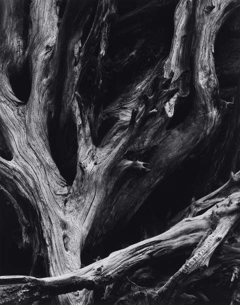 Ansel Adams - Sequoia Roots, Mariposa Grove, Yosemite National Park, California