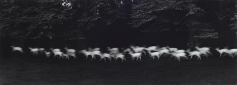 Paul Caponigro - Running White Deer, County Wicklow, Ireland