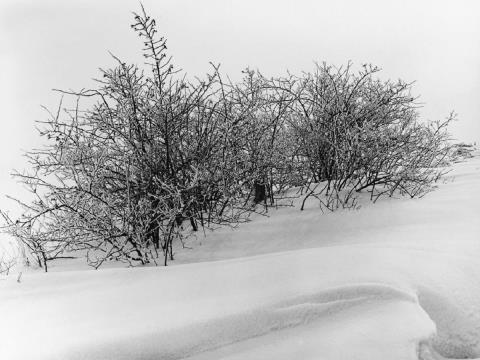 Albert Renger-Patzsch - Dornbüsche im Schnee