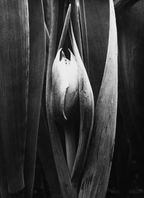 Albert Renger-Patzsch - Gartentulpe (Tulipa gernesiana)
