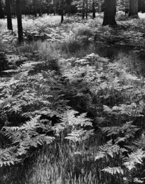 Ansel Adams - Ferns on the Floor of Yosemite Valley