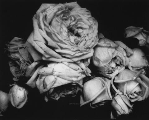 Edward Steichen - Heavy Roses, Voulangis, France
