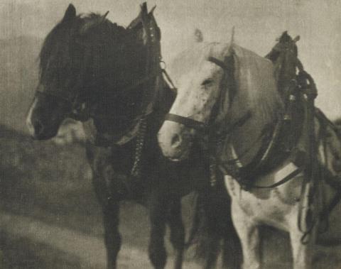 Alfred Stieglitz - HORSES