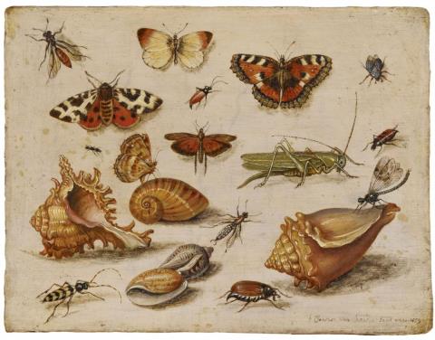 Jan van Kessel the Elder, attributed to - INSECTS, MUSSELS, AND BUTTERFLIES
