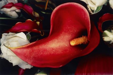 Nobuyoshi Araki - Untitled (from the series: Flowers)