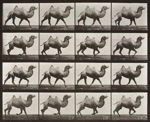 Eadweard Muybridge - Bactrian camel racking