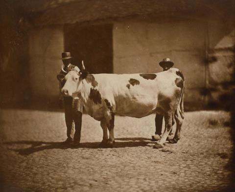 Adolphe Braun - Untitled (from the series: Animaux de ferme)