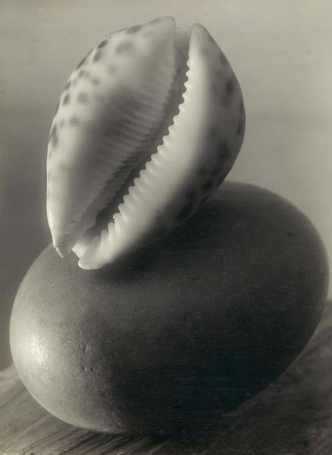 Josef Sudek - Untitled (Still life with clam)